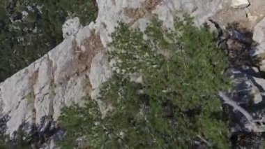 Dağ hava video en iyi görünümü. Vurdu. Taş, çam ağaçları, üstten görünüm