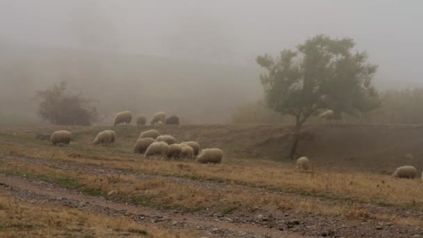 在雾的背景下, 一群羊在草地上吃草。拍摄。一群羊在乡村的雾中放牧 — 图库视频影像