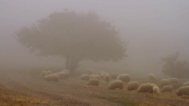 Manada de ovejas pastando hierba en el prado sobre un fondo de niebla. Le dispararon. Grupo de ovejas pastando hierba en una niebla rústica — Vídeos de Stock