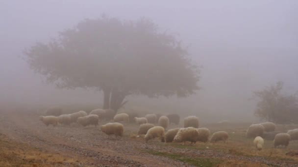 Betande hjord av får på torr höstlig bete på toppen av det kuperade landskapet. Skott. Fårskock promenader på dimmigt fält — Stockvideo