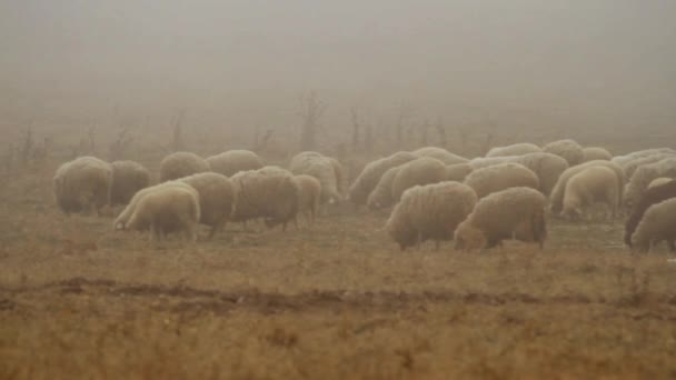 Grazing Herd of Sheep on Dry Autumnal Pasture on the Top of the Hilly Landscape. Le dispararon. bandada de ovejas caminando en campo de niebla — Vídeos de Stock