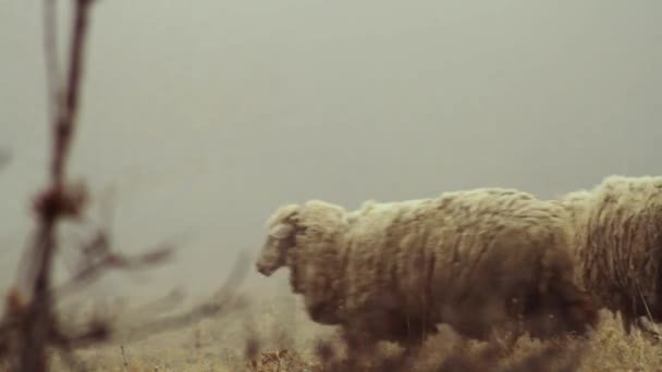 Ovčí farma v horách na mlhavé jarního rána. Střela. Na žluté louce se pasou ovce — Stock video