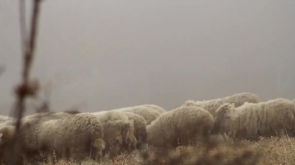 Ovčí farma v horách na mlhavé jarního rána. Střela. Na žluté louce se pasou ovce — Stock video