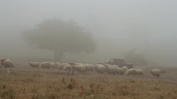在雾蒙蒙的春日早晨, 山上的羊场。拍摄。羊在黄色草地上吃草 — 图库视频影像