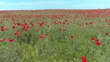 Kırmızı poppies, havadan görünümü bir alanın üzerinde sakin bir uçuş. Vurdu. Kırmızı haşhaş alanının havadan görünümü