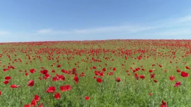 Kırmızı poppies, havadan görünümü bir alanın üzerinde sakin bir uçuş. Vurdu. Kırmızı haşhaş alanının havadan görünümü