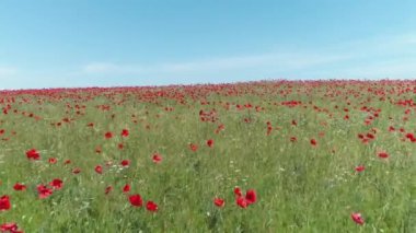 Kırmızı poppies, havadan görünümü bir alanın üzerinde sakin bir uçuş. Vurdu. Kırmızı haşhaş alanının havadan görünümü