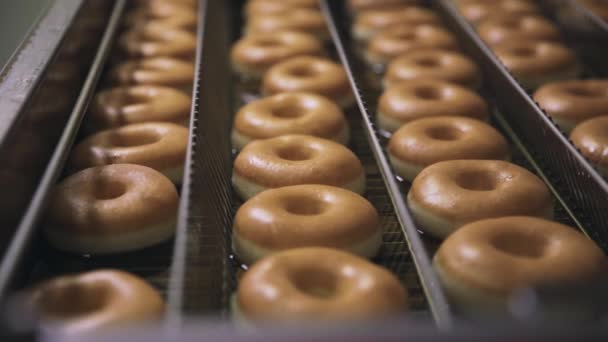 A fritar donuts de perto. Cena. Donuts são assados na fábrica de padaria — Vídeo de Stock