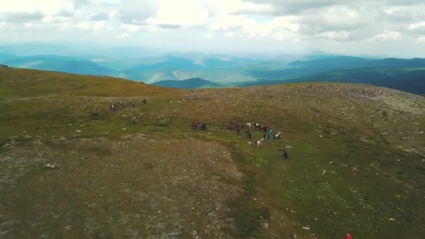 Gruppe von Menschen bei Ausritten im Altai-Gebirge. Clip. Touristengruppe zu Pferd bewegt sich entlang der Felder und Berge — Stockvideo