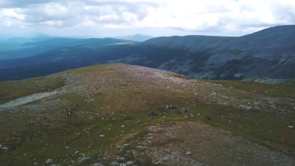 Grupo de personas en excursiones a caballo en las montañas de Altai. Clip. Grupo turístico de personas a caballo se mueve por los campos y las montañas — Vídeos de Stock