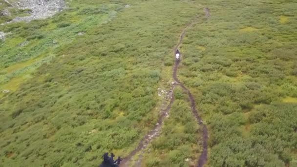 Погоня на лошадях в долине, вид с воздуха. Клип. Сцена погони на лошадях — стоковое видео