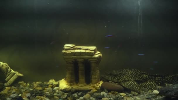 Fische in einem Aquarium mit einem kleinen dekorativen Palast. Nahaufnahme von niedlichen kleinen Fischen. — Stockvideo