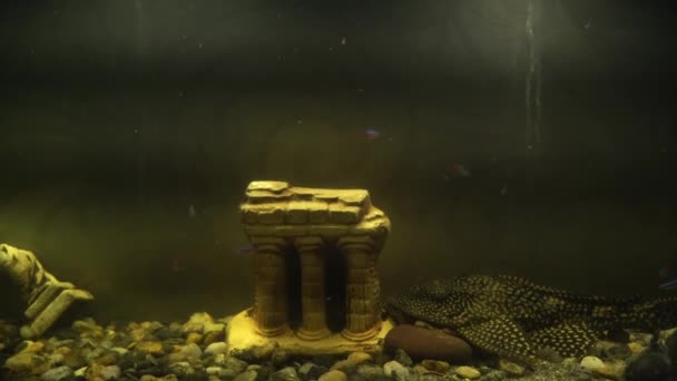 Peces en un acuario con un pequeño palacio decorativo. Primer plano de lindo pececito . — Vídeos de Stock