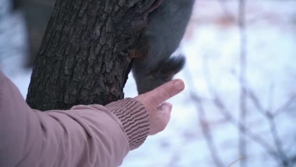Veverka sedí na borovice a žere z ruky. Detail o krmení zvířat v zimě lese. — Stock video
