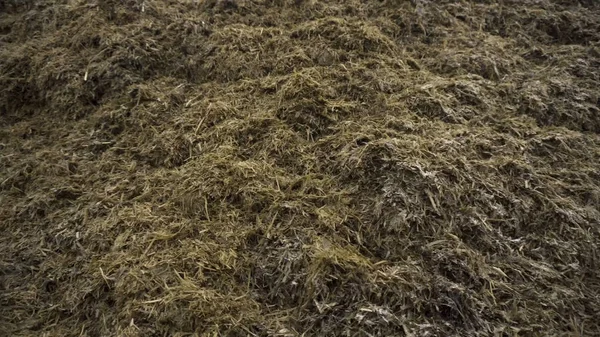 Gros plan pour le tas de vieille herbe et d'humus préparé pour la fertilisation du sol, concept d'agriculture. Des images. Biomasse et paillis, matière organique à la ferme . — Photo