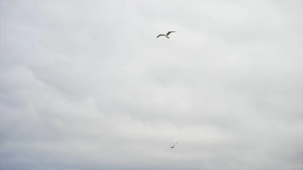 Eenzame meeuw die in de grijze, bewolkte hemel, vrijheids concept vliegt. Voorraad. White Gull Bird Soaring overdag in de lucht. — Stockfoto