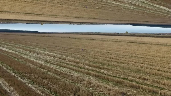 Luchtfoto van de vrouw in witte jurk met gouden fieldwith horizon spiegeleffect, natuur concept. Mooie zomerse landschap met een veld en de blauwe hemel, de oprichting concept. — Stockfoto