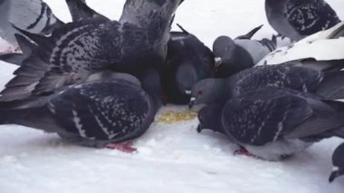 Karda tahıl yemek güvercinler. Medya. Güneşli soğuk günde satır tahıl karda gri güvercinler gagalamayı Close-Up dağınık