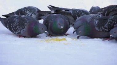 Karda tahıl yemek güvercinler. Medya. Güneşli soğuk günde satır tahıl karda gri güvercinler gagalamayı Close-Up dağınık