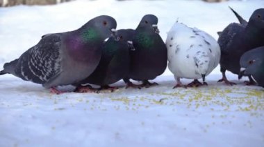 Karda tahıl yemek güvercinler. Medya. Yakın çekim Park karda dağınık darı tahıl yemek için gelen güvercin
