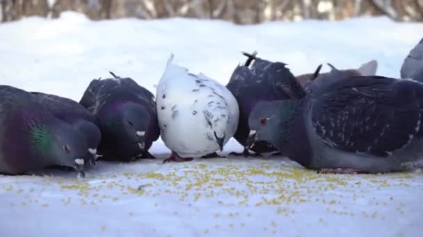 Pombos comendo grãos na neve. Mídia. Close-up de pombos cinzentos bicando espalhados em fileira de cereais na neve no dia gelado ensolarado — Vídeo de Stock