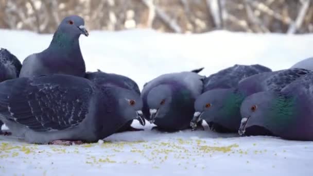 Pombos comendo grãos na neve. Mídia. Close-up de pombos que vêm comer grãos de painço espalhados na neve no parque — Vídeo de Stock