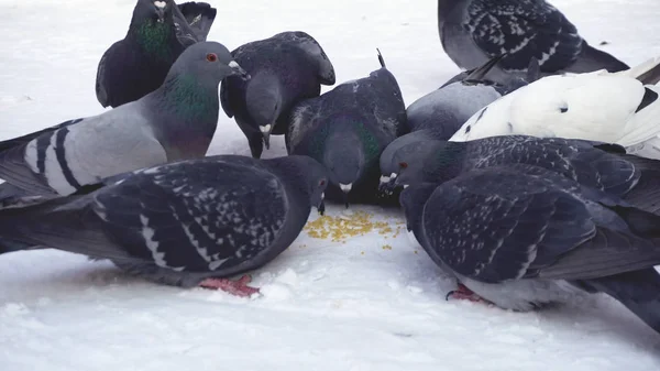 Duvor äta korn i snö. Media. Närbild av grå duvor picka utspridda i raden av spannmål i snö på solig frostig dag — Stockfoto