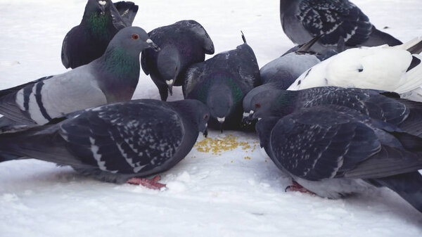 Pigeons eating grain in snow. Media. Close-up of gray pigeons pecking scattered in row of cereals in snow on sunny frosty day
