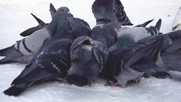 Tauben fressen Getreide im Schnee. Medien. Nahaufnahme von grauen Tauben, die an einem sonnigen frostigen Tag in einer Reihe von Getreide im Schnee picken — Stockfoto