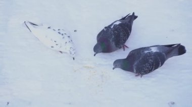 Sokak güvercinleri kış Park sarı tahıl yemek. Medya. Parkta yeme güvercin Üstten Görünüm