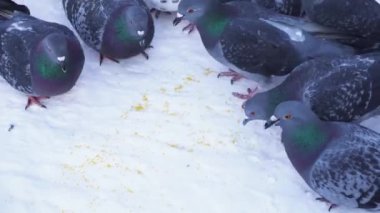 Karda tahıl yemek güvercinler. Medya. İhtiyatlı tahıl Park karda gagalamayı güvercinler close-up. Korku sokağa aniden yemek güvercinler çıkar
