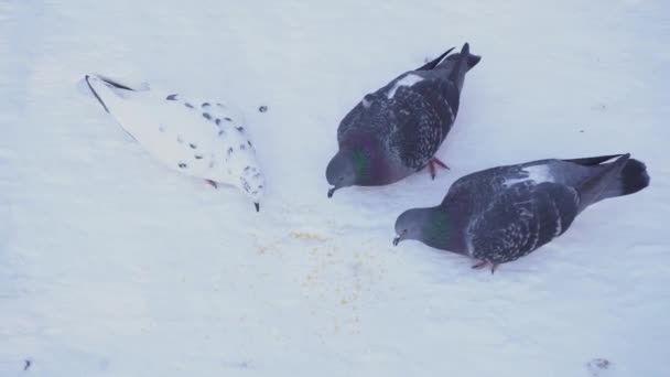 Os pombos de rua comem grãos amarelos no parque de inverno. Mídia. Vista superior de pombos comendo no Parque — Vídeo de Stock