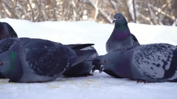 Holuby jíst obilí ve sněhu. Média. Detail z holubů opatrně Klovaly zrní ve sněhu v parku. Holuby jíst na ulici náhle vzlétnout z fright — Stock video