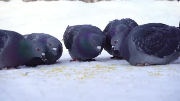 Pigeons mangeant du grain dans la neige. Les médias. Gros plan de pigeons picorant prudemment du grain dans la neige du parc. Pigeons mangeant dans la rue décollent soudainement de peur — Video