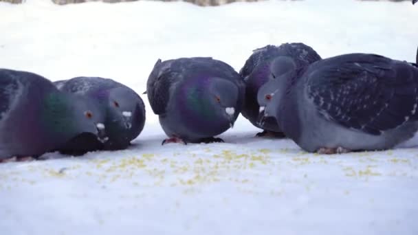 Holuby jíst obilí ve sněhu. Média. Detail z holubů opatrně Klovaly zrní ve sněhu v parku. Holuby jíst na ulici náhle vzlétnout z fright — Stock video