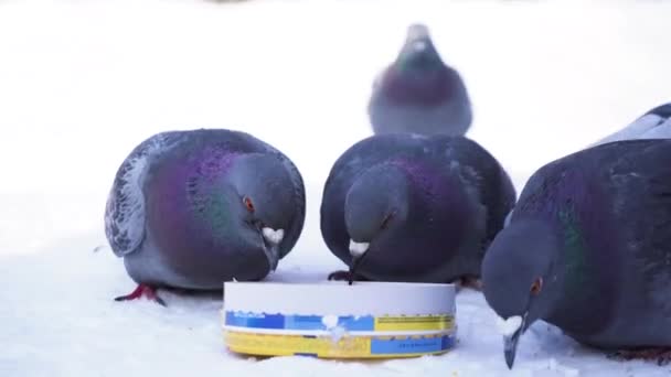 Eine große Schar von Tauben, die im Winter Hirse im Winterpark essen. Medien. Straßentauben fressen Hirse im Park — Stockvideo