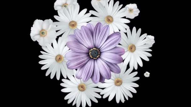 Animation de bouquet de marguerites blanches se déplaçant et formant un cercle avec une grande fleur violette au centre. Fond noir . — Video