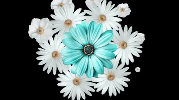 Animation of realistic flower bouquet with white daisies moving around with a large blue flower in the center. Black background — Stock Video