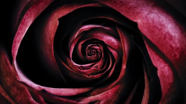 Gros plan sur la texture cyclique mouvante de la rose rouge. Belle animation . — Video