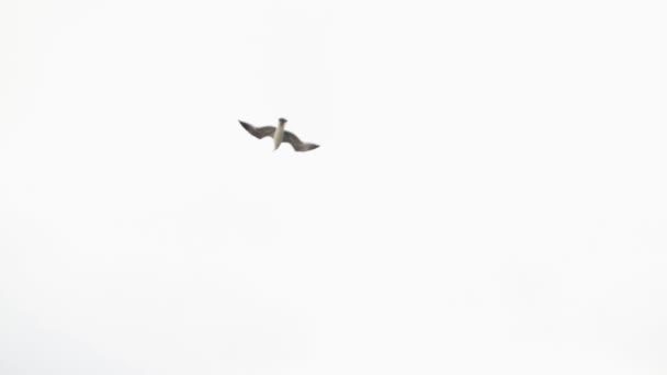 Lonely seagull flying in the grey, cloudy sky, freedom concept. Stock. White gull bird soaring at daytime in the sky. — Stock Video