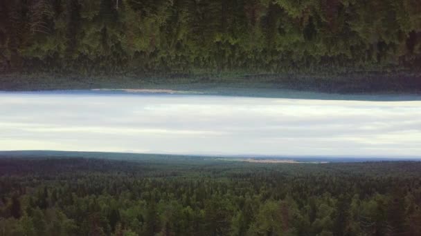 Летающие над верхушками соснового леса, концепция зеркального горизонта. Воздух для красивого леса и облачного неба, тема начала . — стоковое видео