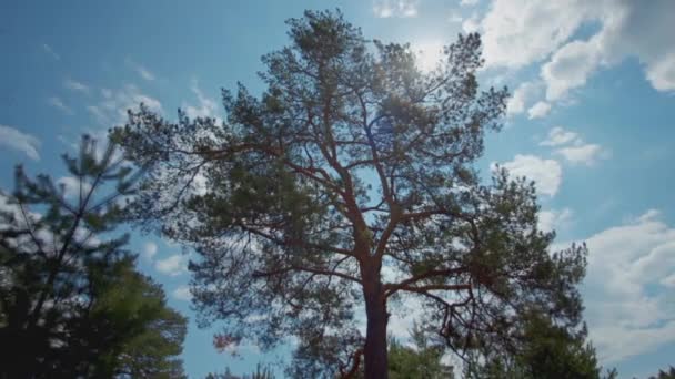 Pinheiro alto balançando no vento contra o céu azul nublado e luz solar brilhante no verão. Estoque. Paisagem florestal . — Vídeo de Stock