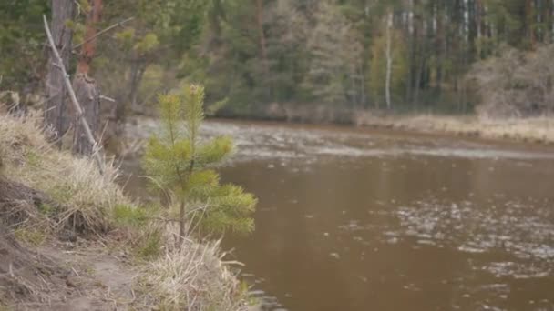 Close-up da margem do rio com pequeno pinheiro com a água do rio marrom sujo no fundo. Estoque. Início do Outono . — Vídeo de Stock