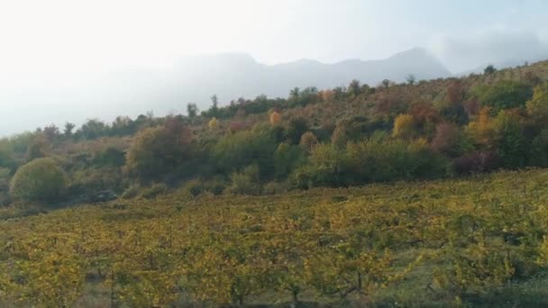 Viñedo en temporada de otoño cerca de las montañas. Le dispararon. Maravillosa vista de otoño — Vídeos de Stock