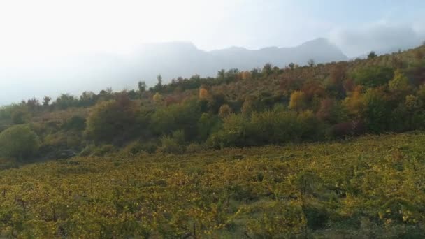 Wijngaard op herfst seizoen in de buurt van de bergen. Schot. Prachtig uitzicht op vroege herfst — Stockvideo
