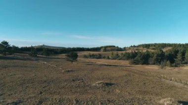İğne yapraklı ağaç ve orman ve tepeler yakınındaki çayır. Vurdu. Harika güneşli gün