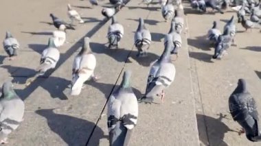 Şehrin ana Meydanı ekmek için kavga şehir güvercinler. Hisse senedi. Bir sürü Güvercin şehir meydanında. Renkli kuşlar