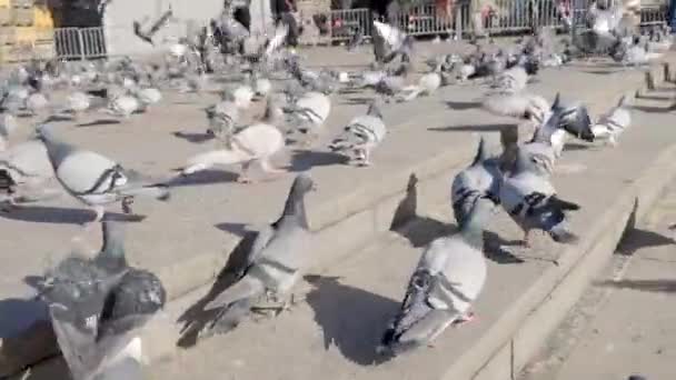 Толпа голубей на пешеходной улице Бангкока, Таиланд. На складе. Группа голубей сражается за еду, многие борются с голубями возле храма в Таиланде — стоковое видео