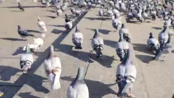 Crowd of pigeon on the walking street in Bangkok, Thailand. Stock. Group of pigeons fight over for food, many struggle pigeons near temple in Thailand — Stock Video