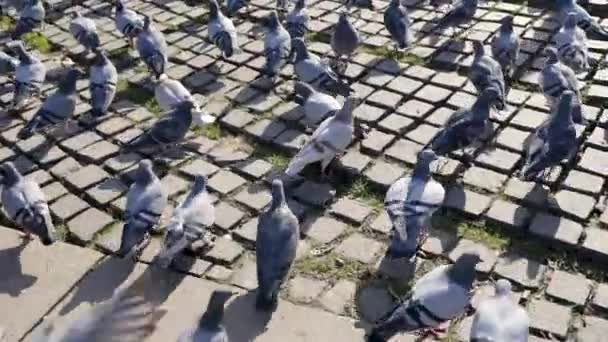 Staden duvor kämpar för bit bröd på stora torget i staden. Lager. En flock duvor i stadens torg. Färgglada fåglar — Stockvideo